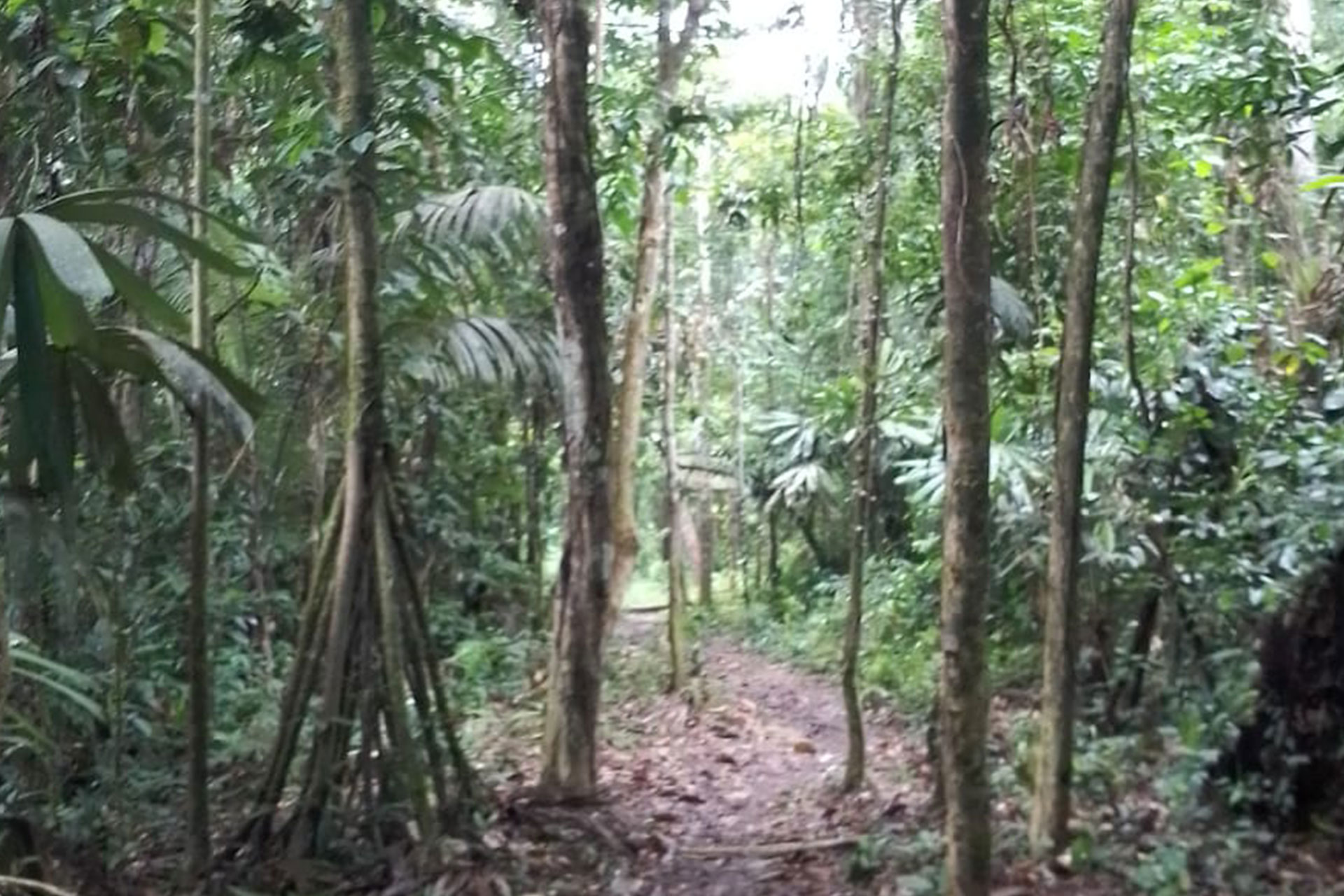 Jungle Travel